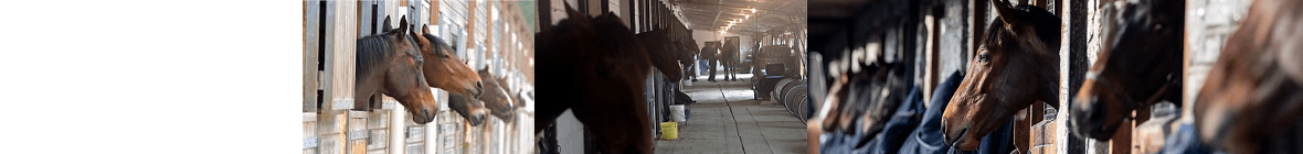 Talking Horse Racing